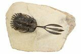 Trident Walliserops Trilobite - Exceptional Preparation #300601-2